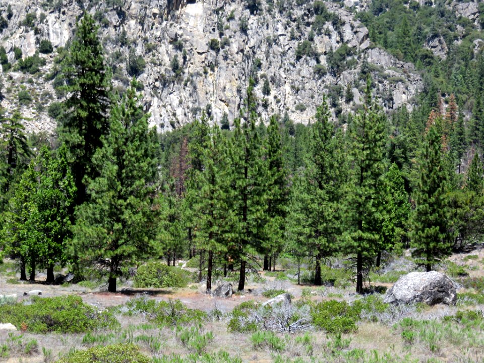 Cedar Grove at Kings Canyon NP in CA