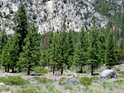 Cedar Grove at Kings Canyon NP in CA