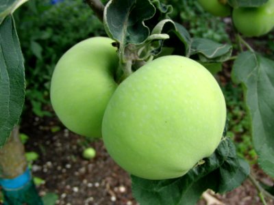 Apfel