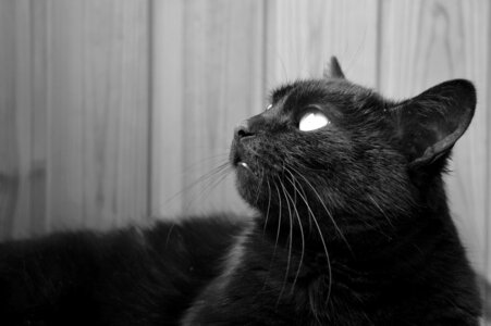 Pet cat person black photo