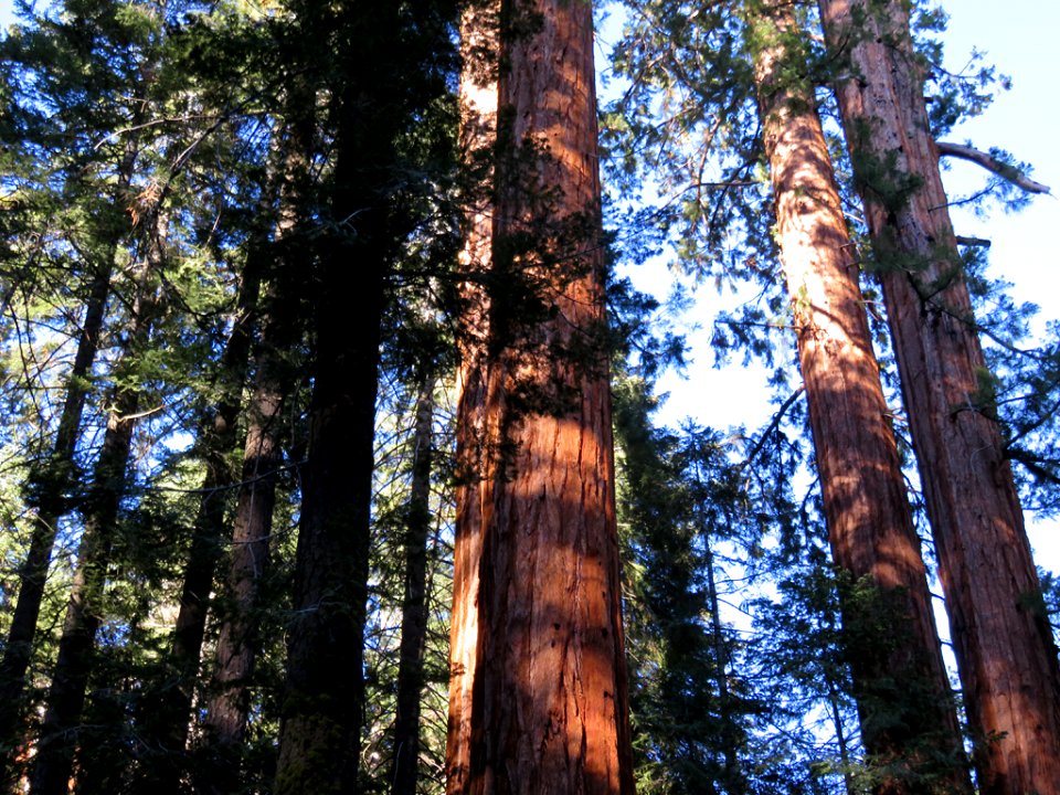 Trail Of 100 Giants at Sequoia NF in CA