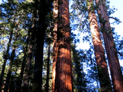 Trail Of 100 Giants at Sequoia NF in CA