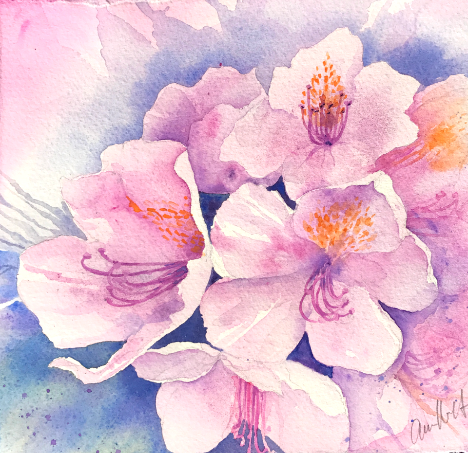 rhododendron