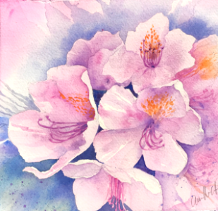 rhododendron