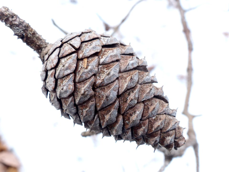 Shortleaf pine cone