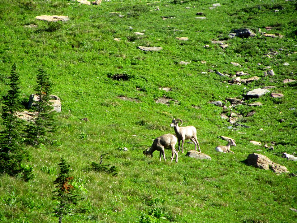 Bighorn Sheep at Glacier NP in MT