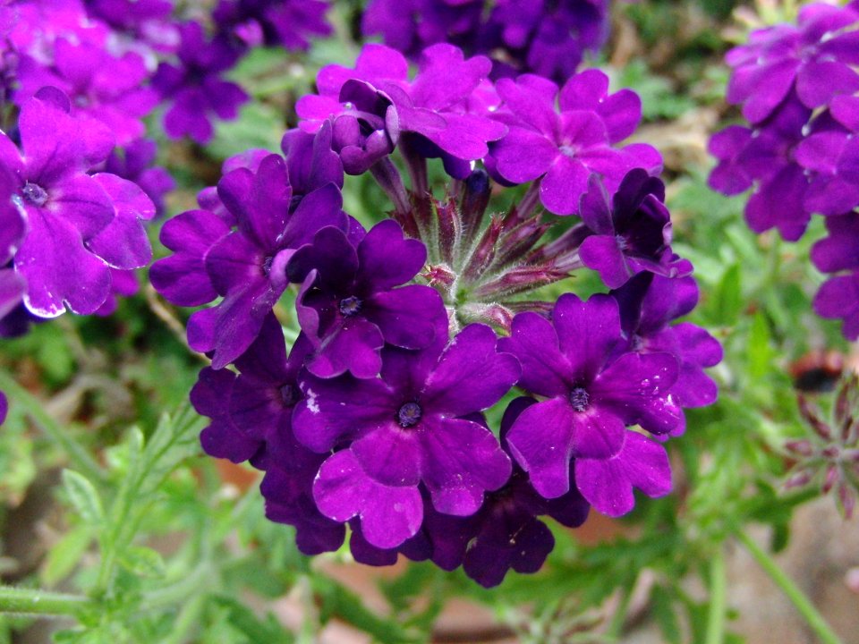 Blume