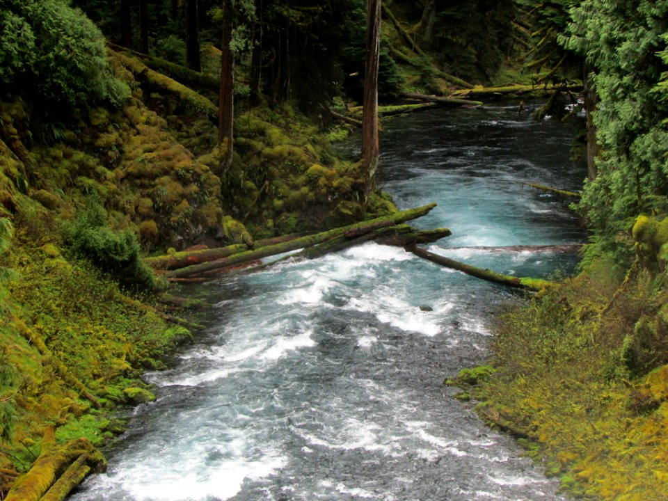 McKenzie River Trail in Central OR