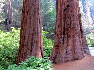 Sequoia NP in CA