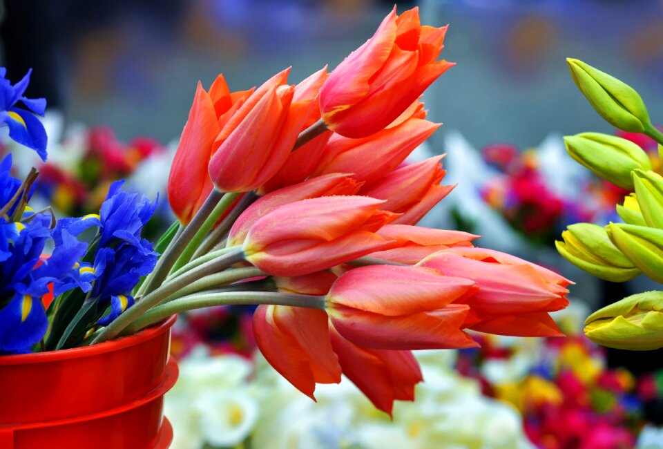 Saturday market tulips flowers