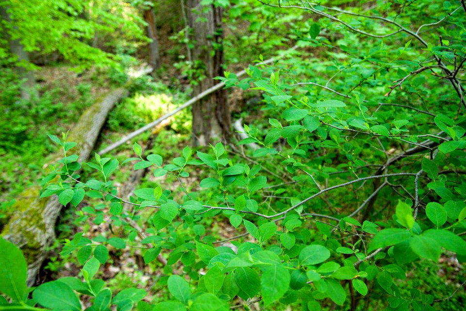 Northern Spicebush