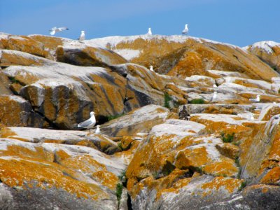 Mallards and herring gulls on Gull Rock Island