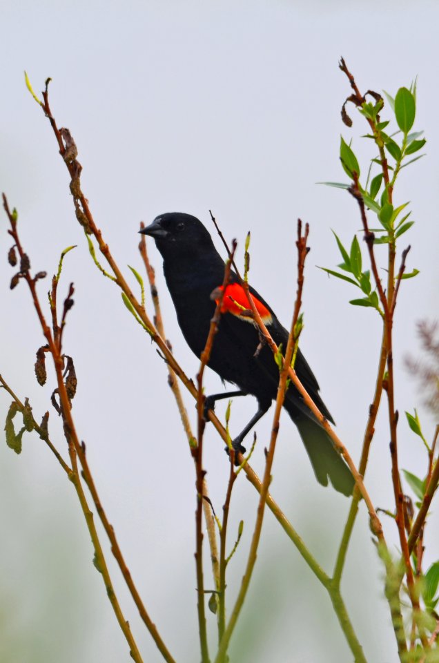 Red-winged Blackbird