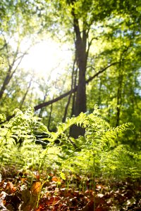 New York Fern photo