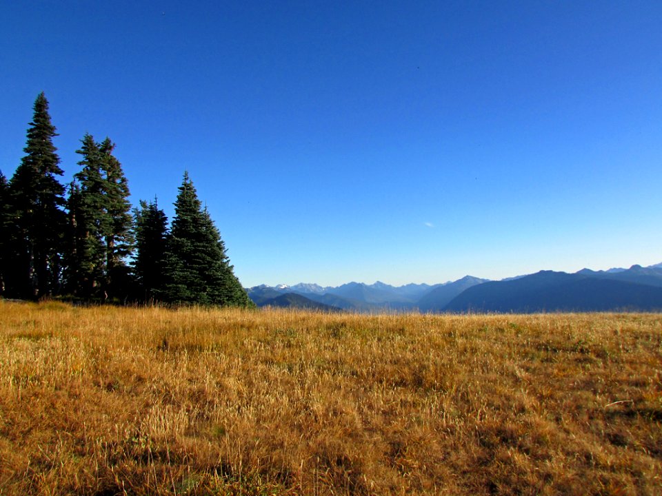 Hurricane Ridge at Olympic NP in WA