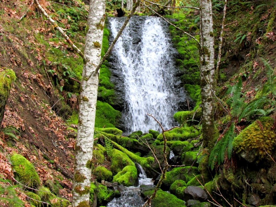 Gifford Pinchot NF in WA