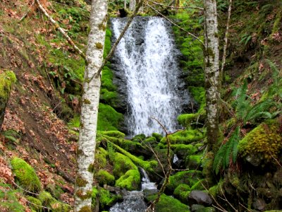 Gifford Pinchot NF in WA