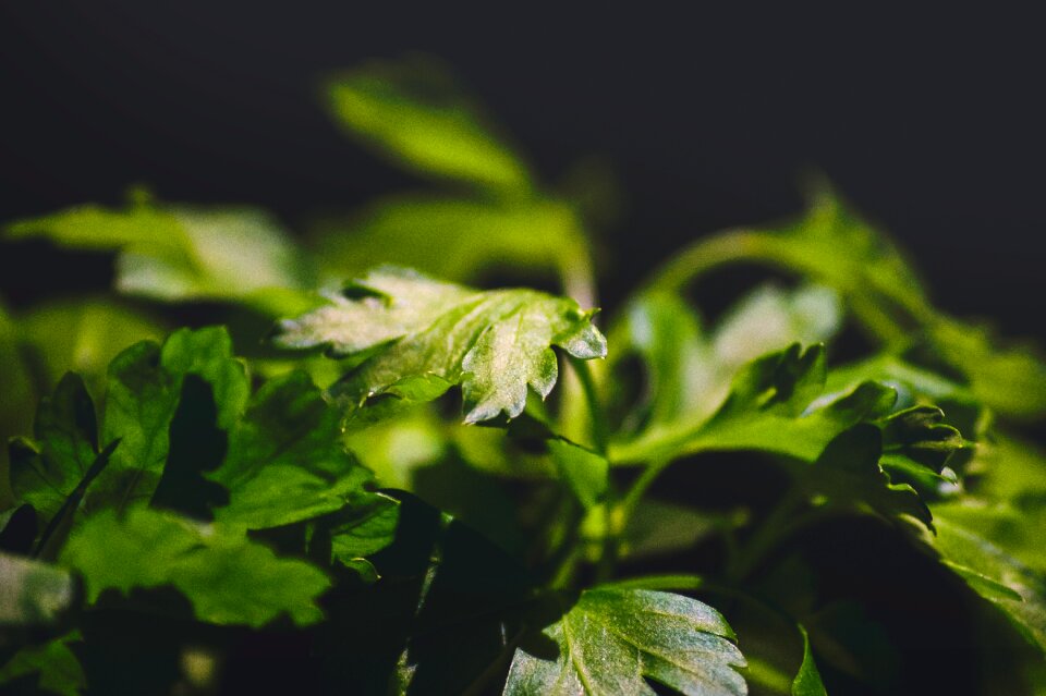 Healthy vegetable green