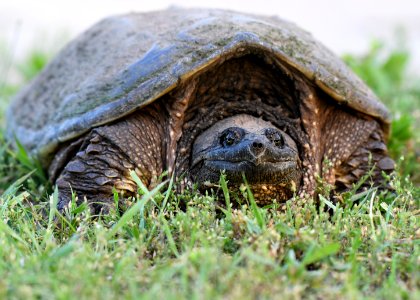 Common Snapping Turtle photo