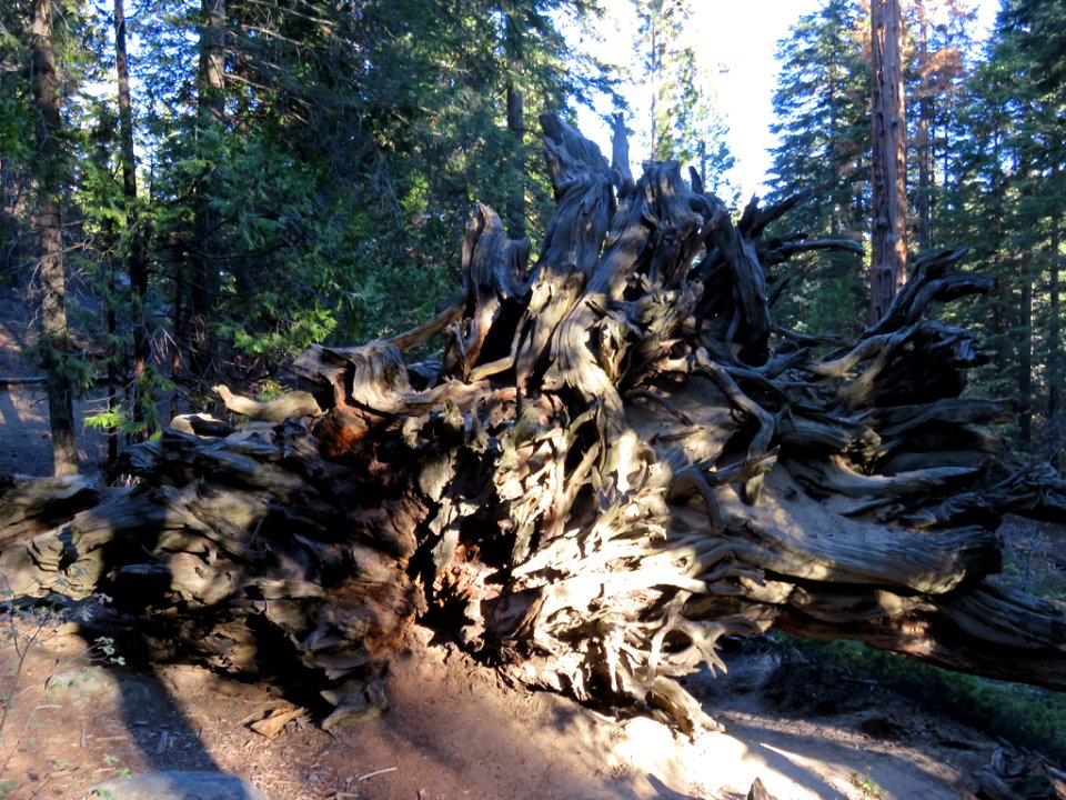 Trail Of 100 Giants at Sequoia NF in CA