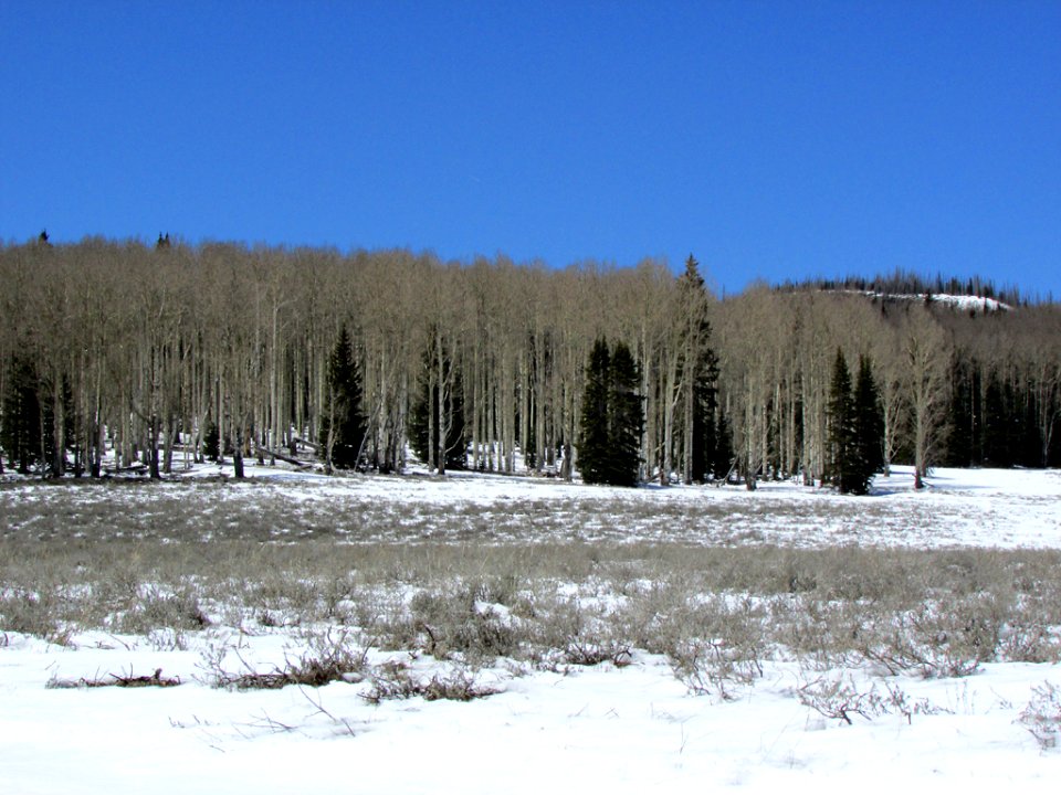 Dixie National Forest in Utah