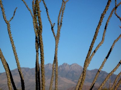 Four Peaks and Ocotillo