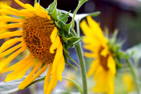 Sunflower in Motion (Color)