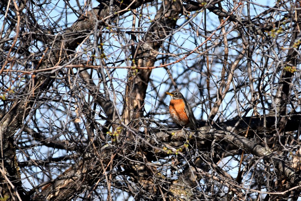 American robin perched in a tree