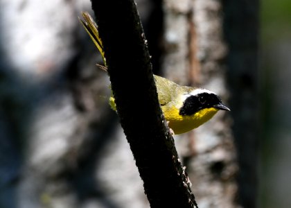 Common Yellowthroat