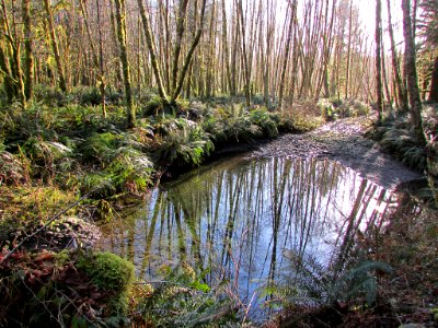Quinault Rain Forest at Olympic NP in WA