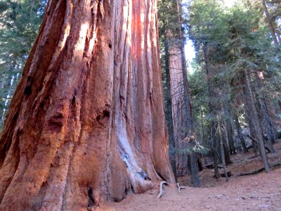 Sequoia NP in CA