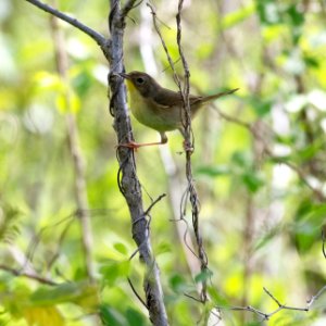 Common Yellowthroat