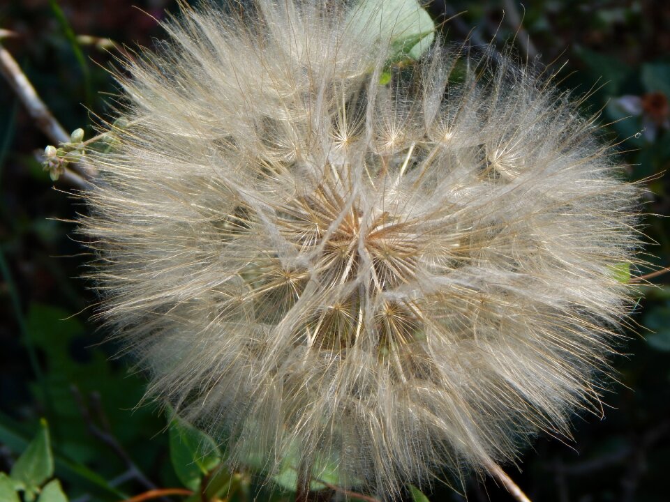 Flower nature fluffy