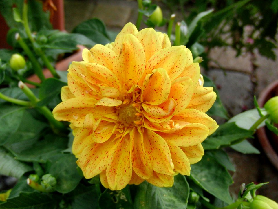 Blume