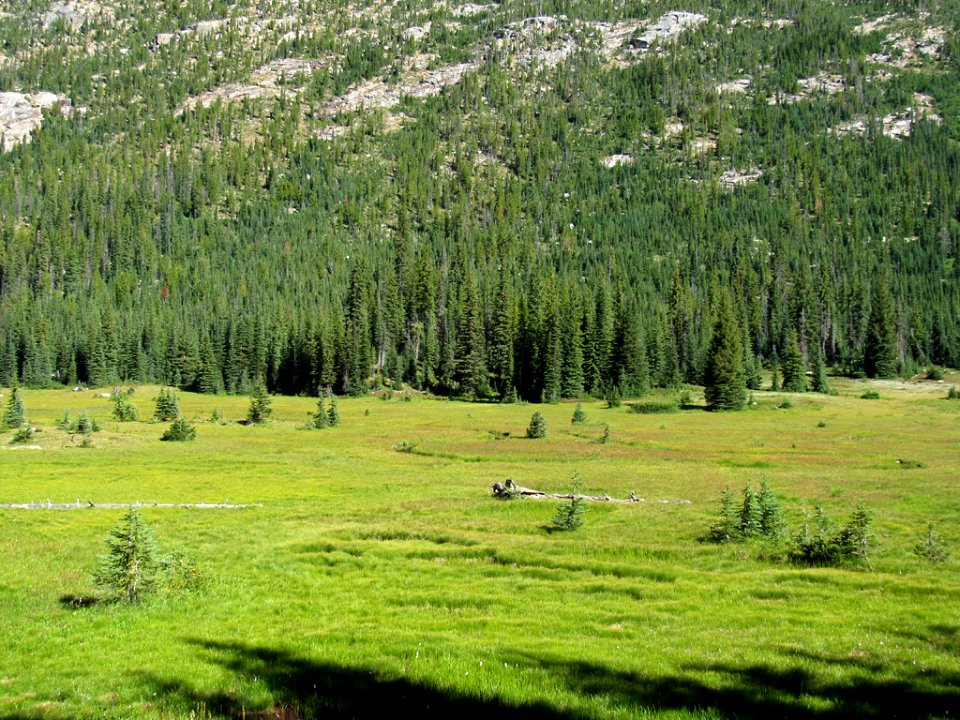 Meadow at North Cascades NP in WA
