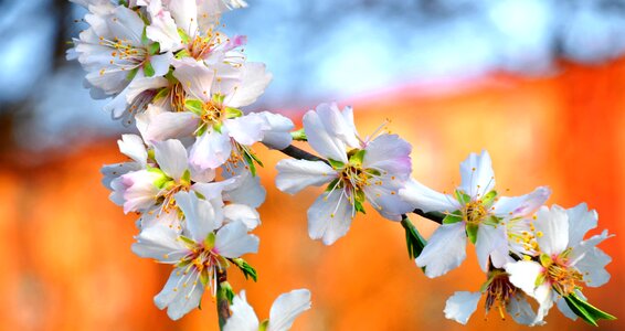 Spring white almond flower