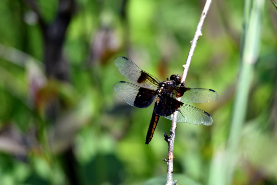 Widow Skimmer Dragonfly