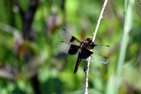 Widow Skimmer Dragonfly photo