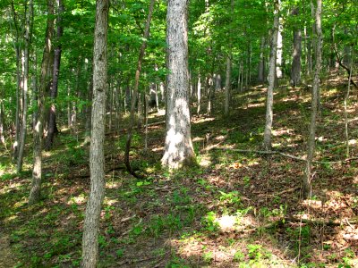 Basic Oak - Hickory Forest at Harpers Ferry NHP