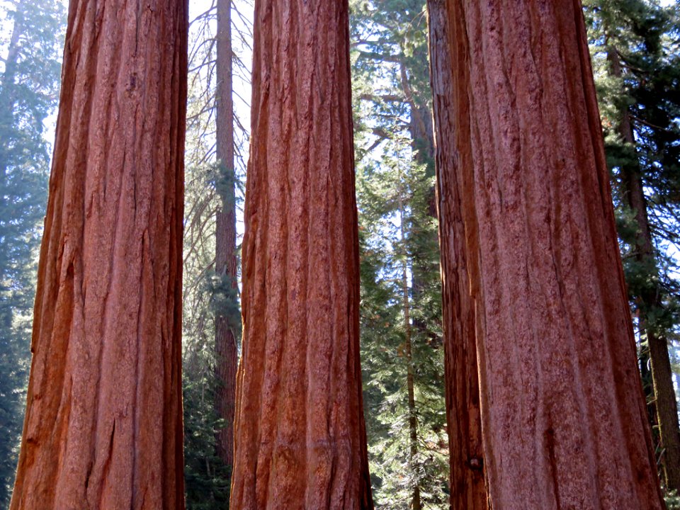 Sequoia NP in CA