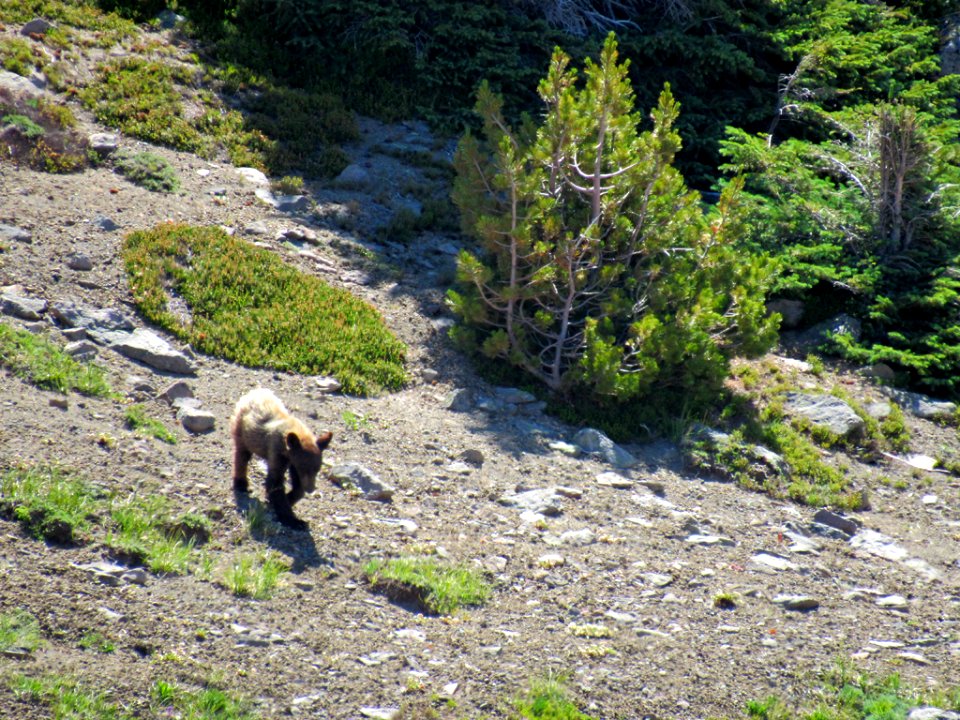 Bear at Mt. Rainier NP in WA