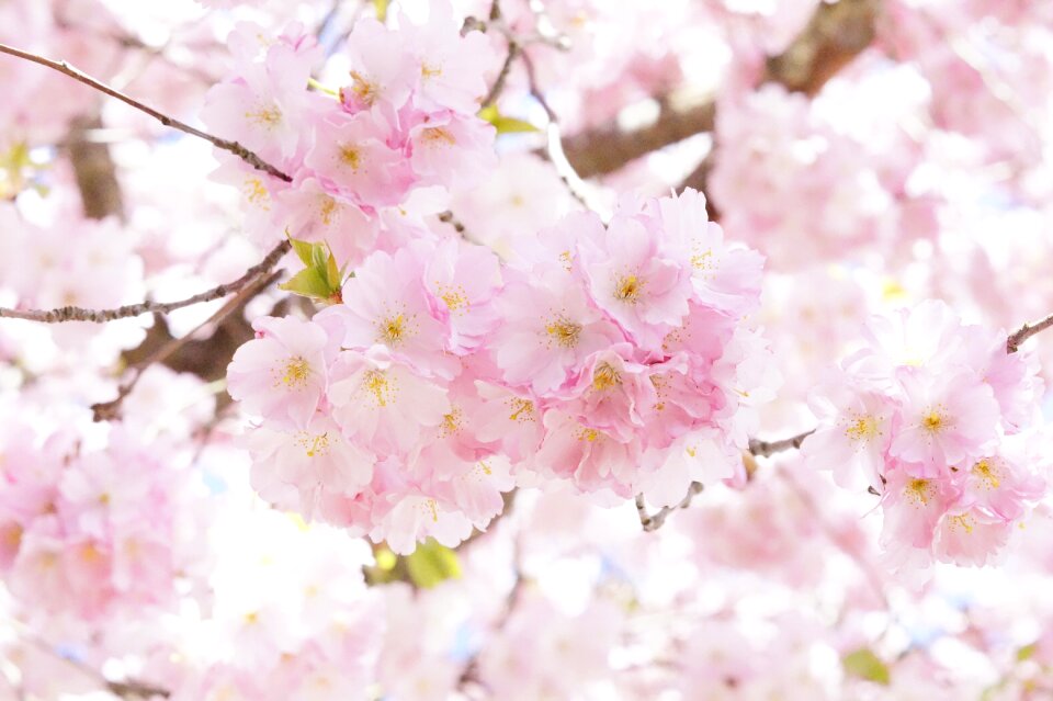 Spring pink cherry blossom