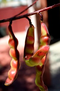 Three Pods