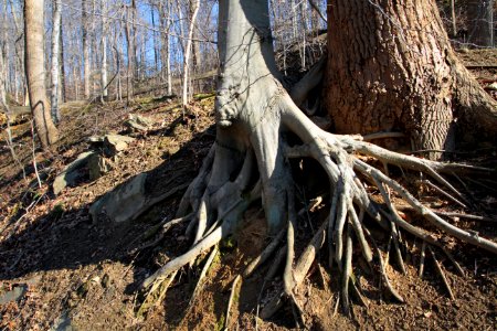 Shallow roots of American beech on eroded hillside
