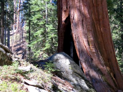 Sequoia NP in CA