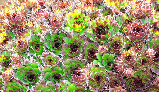 Nature green stonecrop
