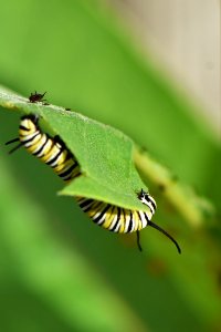 Monarch caterpillar eating common milkweed photo