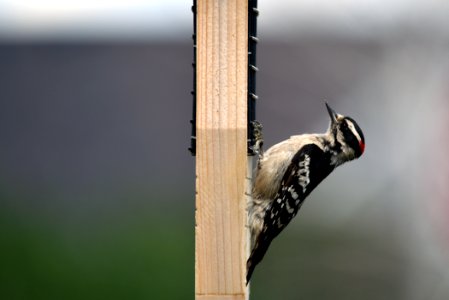 Downy woodpecker on a suet feeder photo
