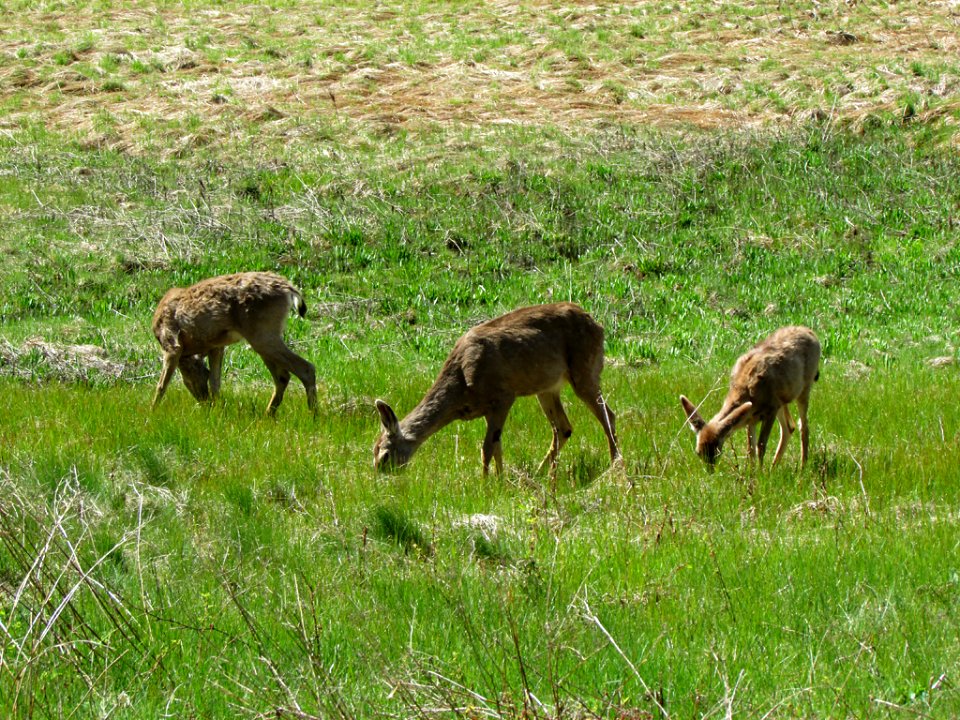 Deer at Yosemite NP in CA