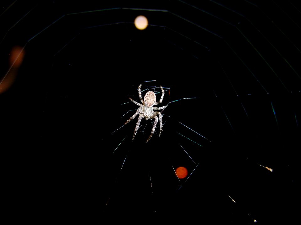Spinne in der Nacht